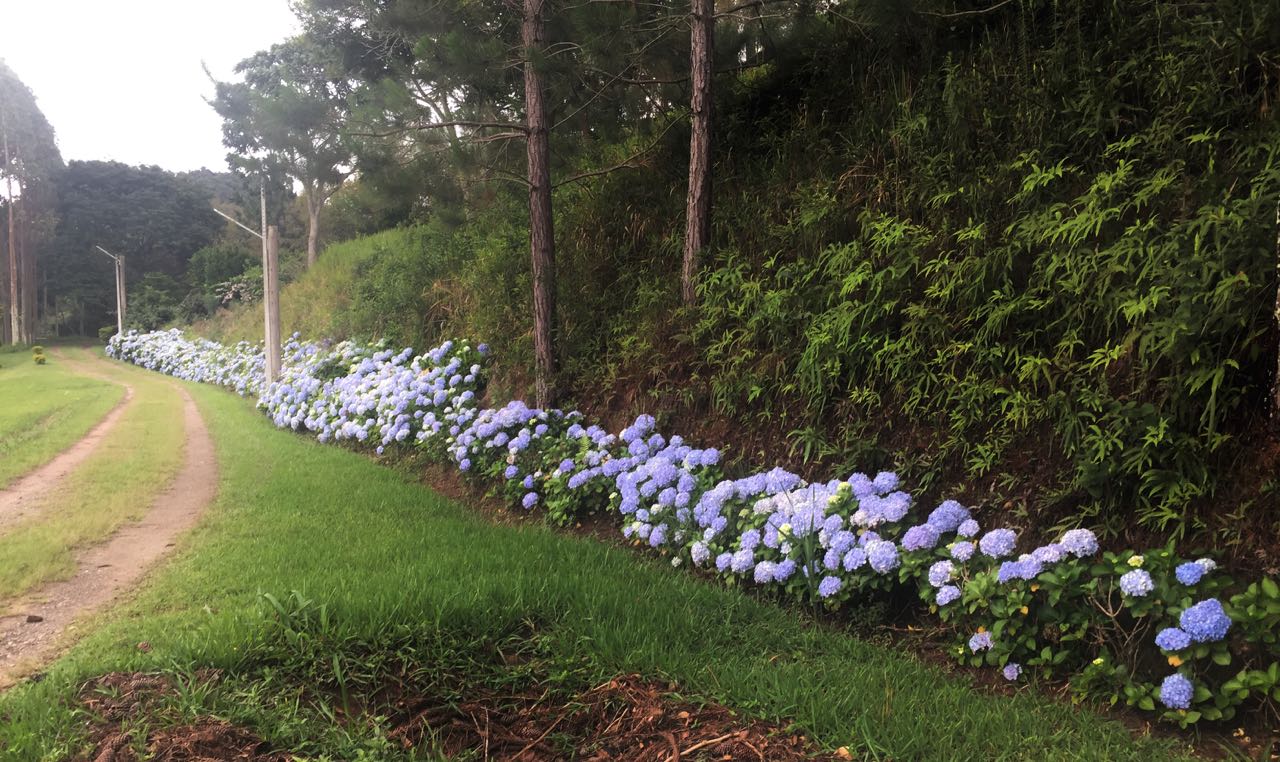 Caminho das Hortênsias